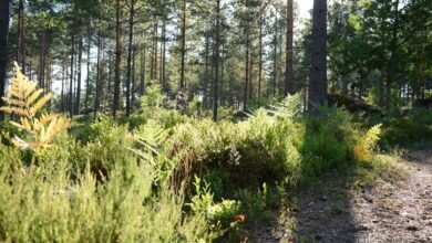 exploring unconventional life journeys