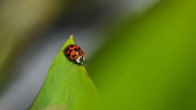 vezyolatens location and tips