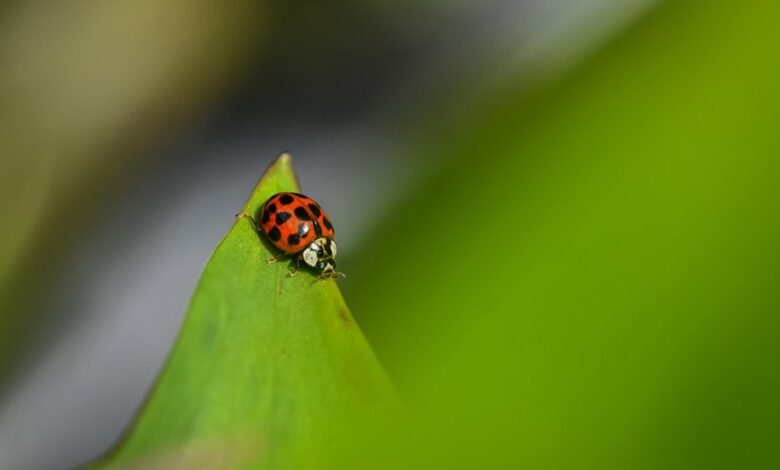 vezyolatens location and tips